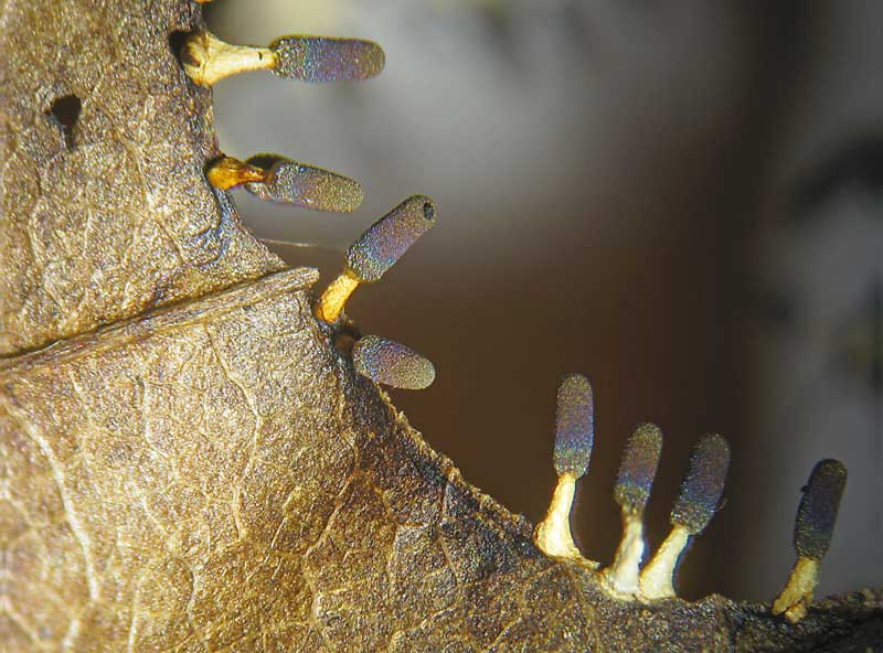 Diachea leucopodia